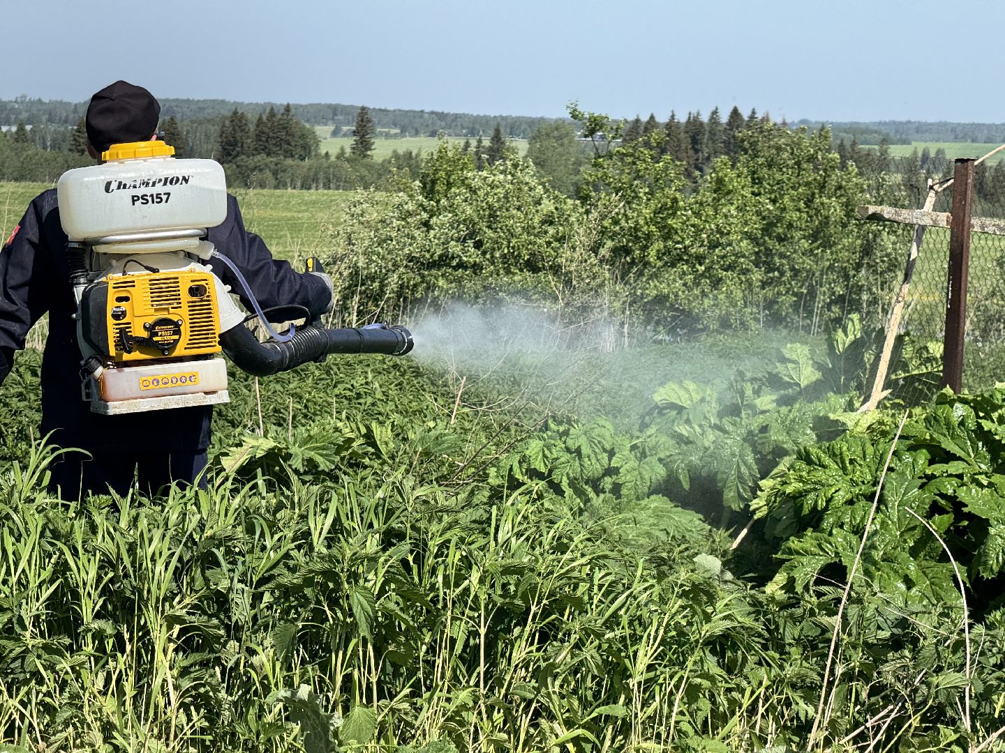 шаховская, борьба с борщевиком, борщевик сосновского,