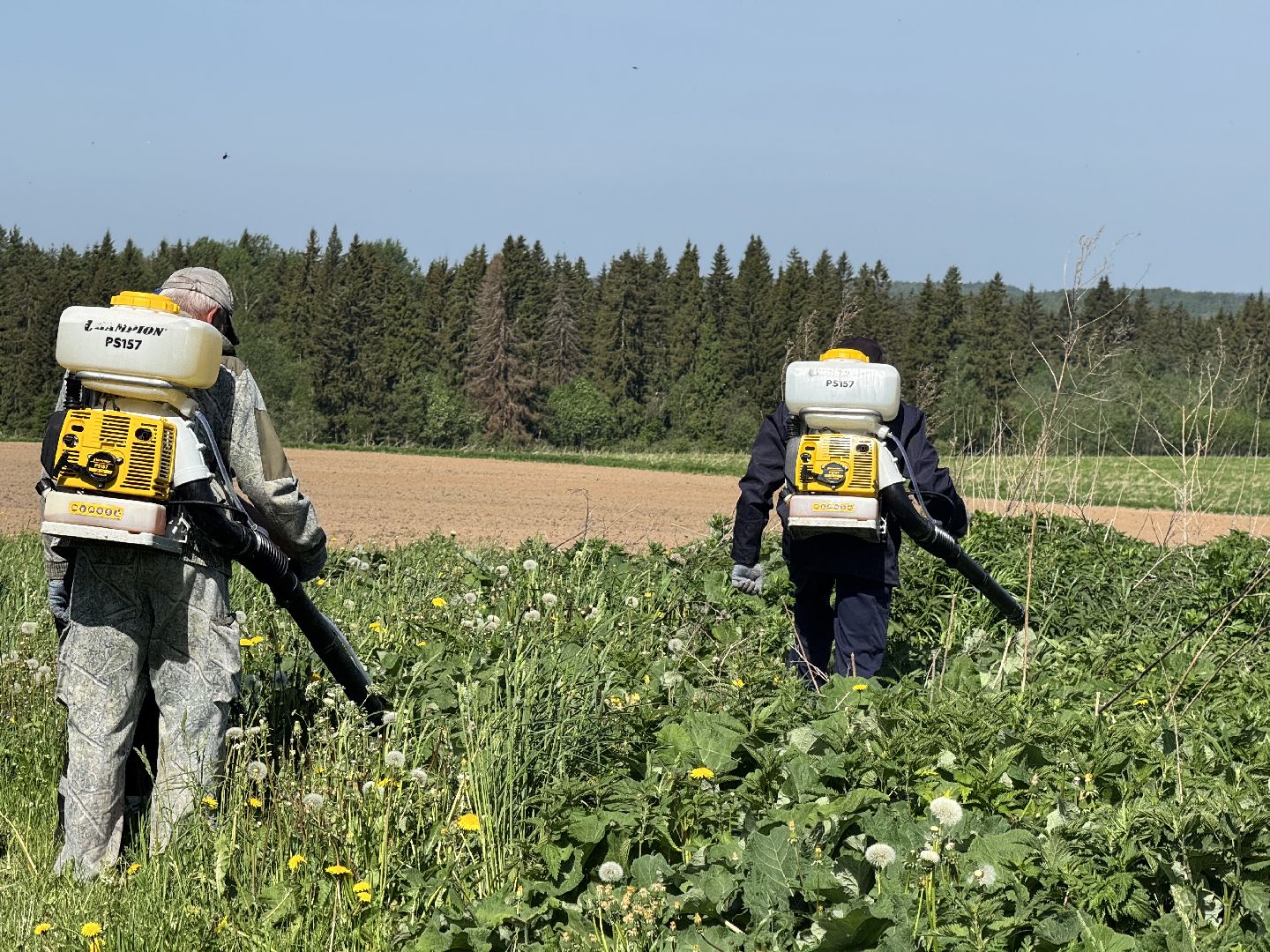 шаховская, борьба с борщевиком, борщевик сосновского,