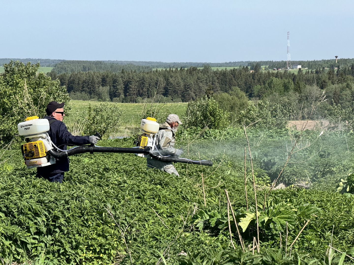 шаховская, борьба с борщевиком, борщевик сосновского,