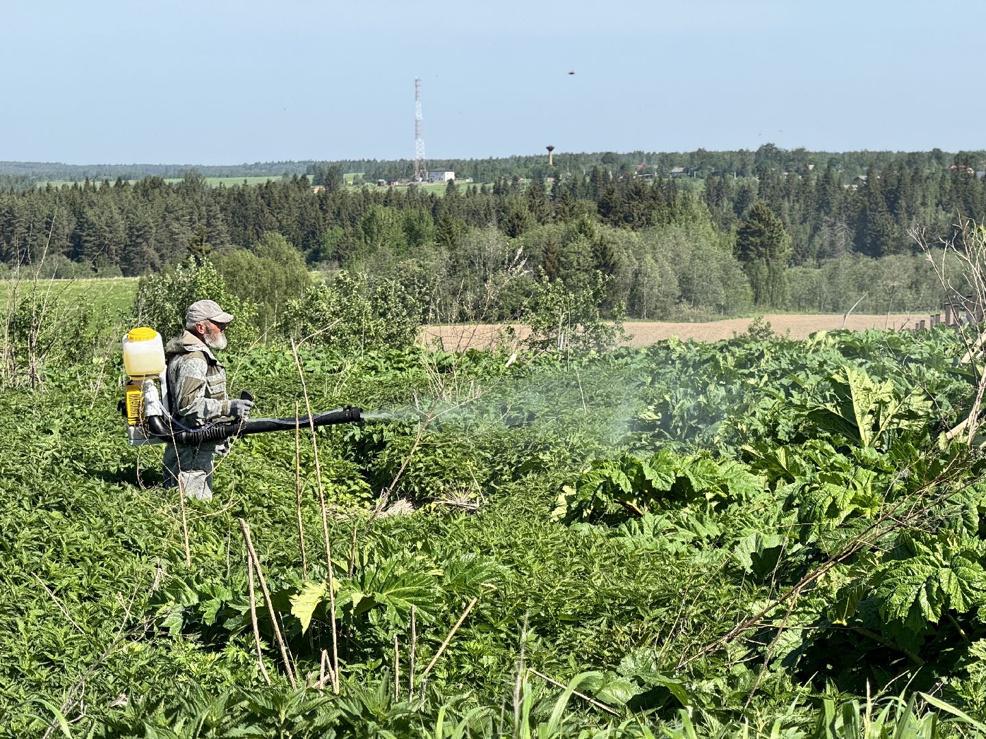 шаховская, борьба с борщевиком, борщевик сосновского,