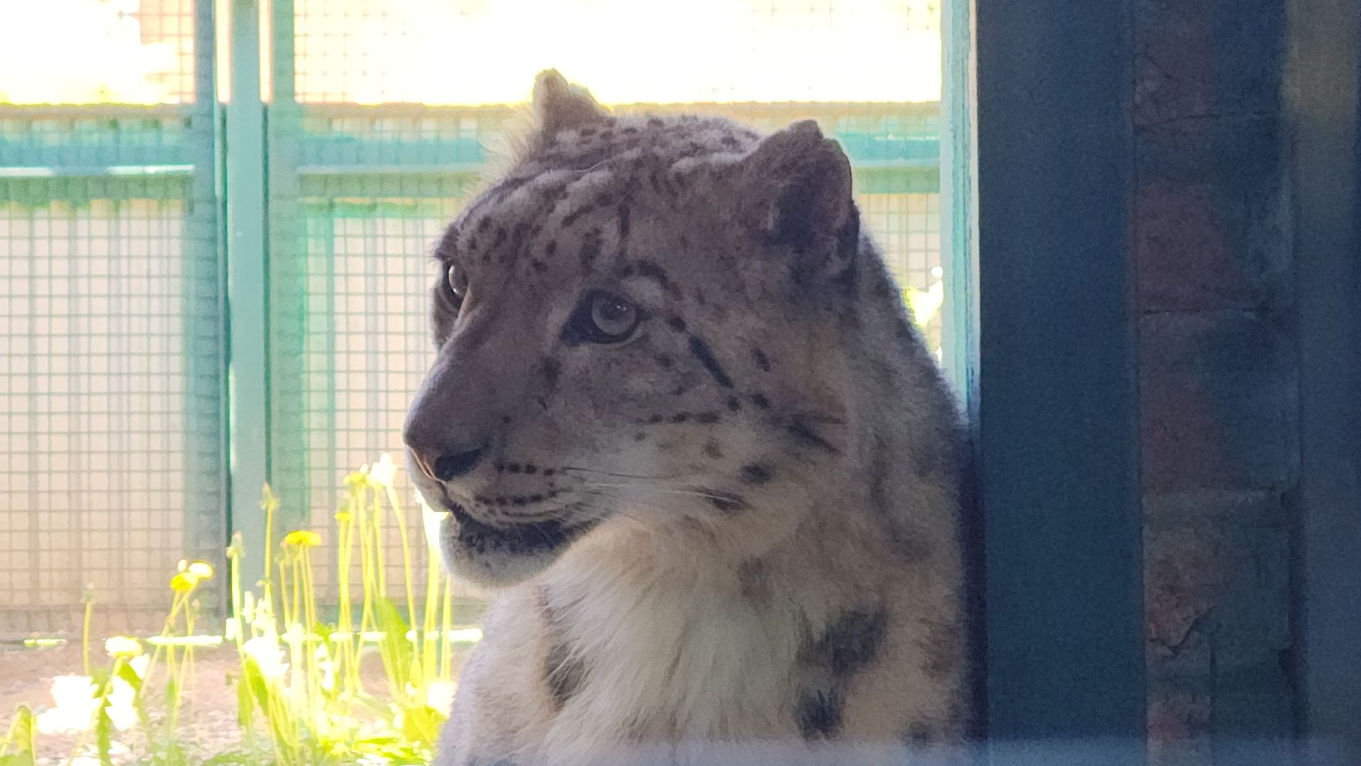 волоколамск,  редкие животные, снежный барс, ирбис,