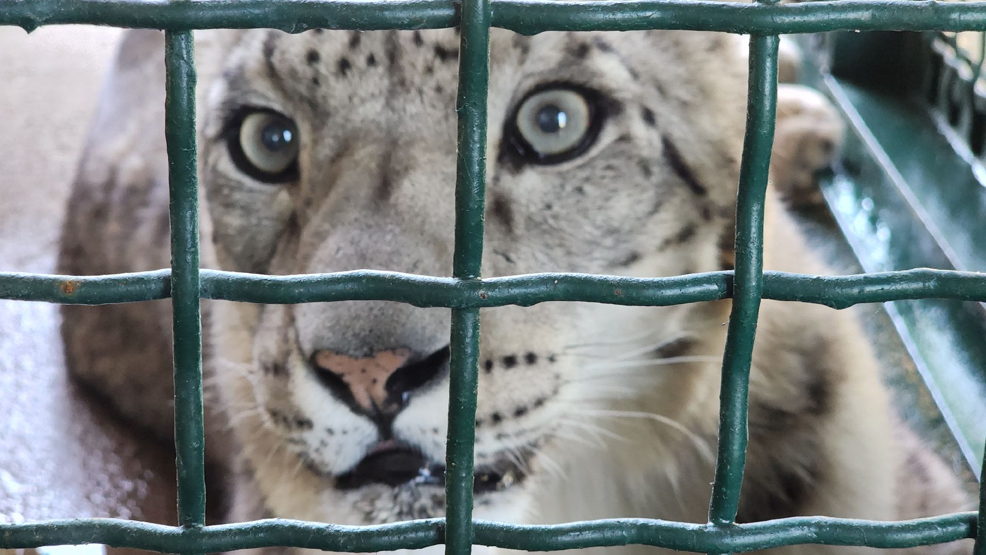 волоколамск,  редкие животные, снежный барс, ирбис,