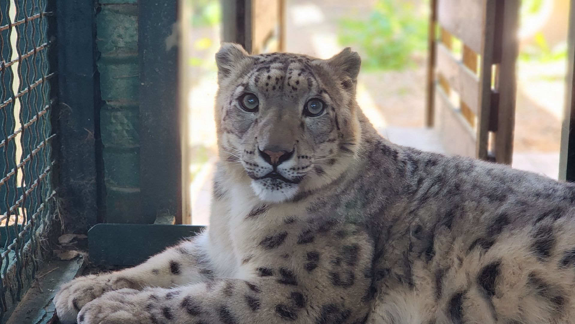 волоколамск,  редкие животные, снежный барс, ирбис,