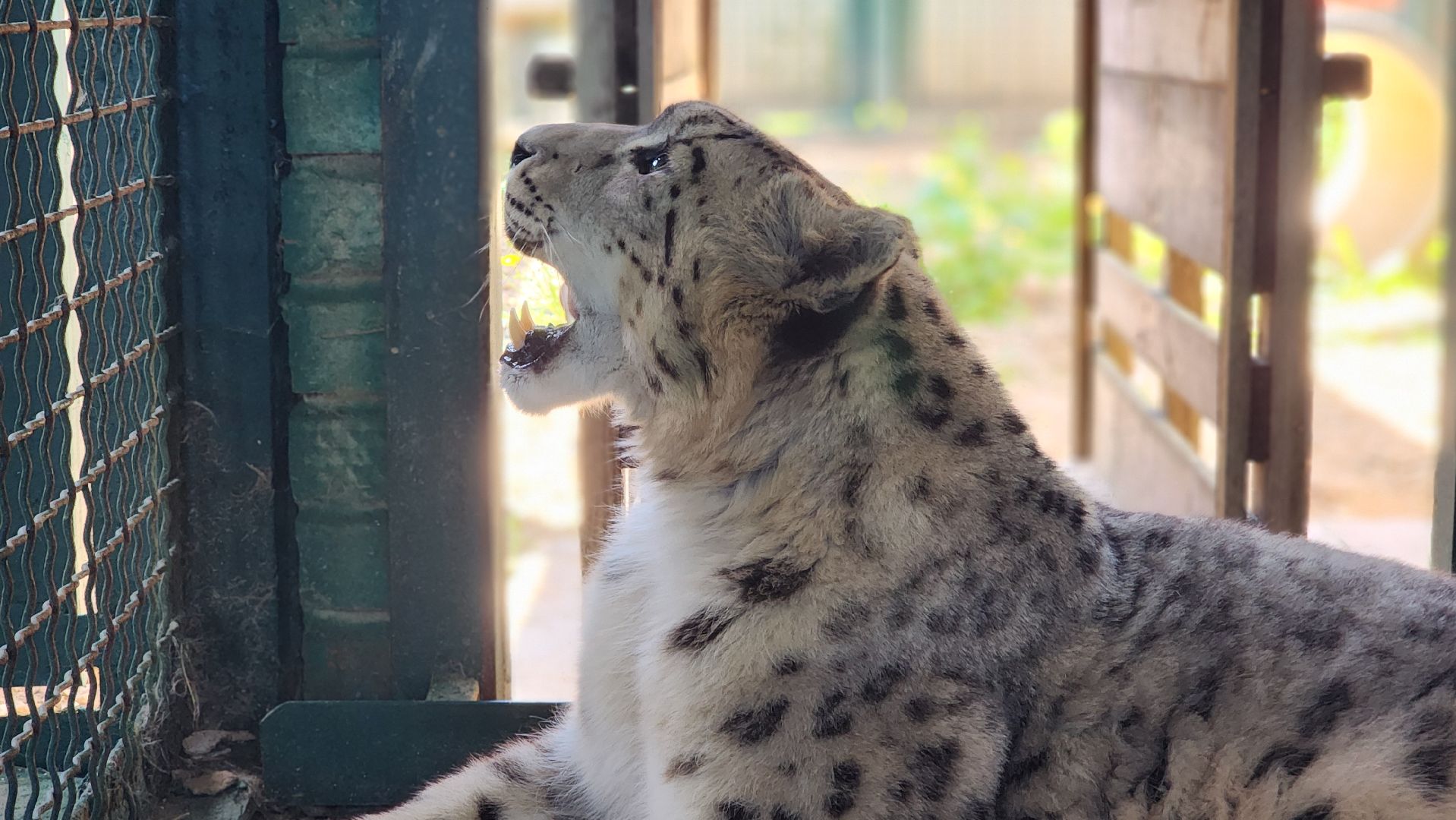 волоколамск,  редкие животные, снежный барс, ирбис,