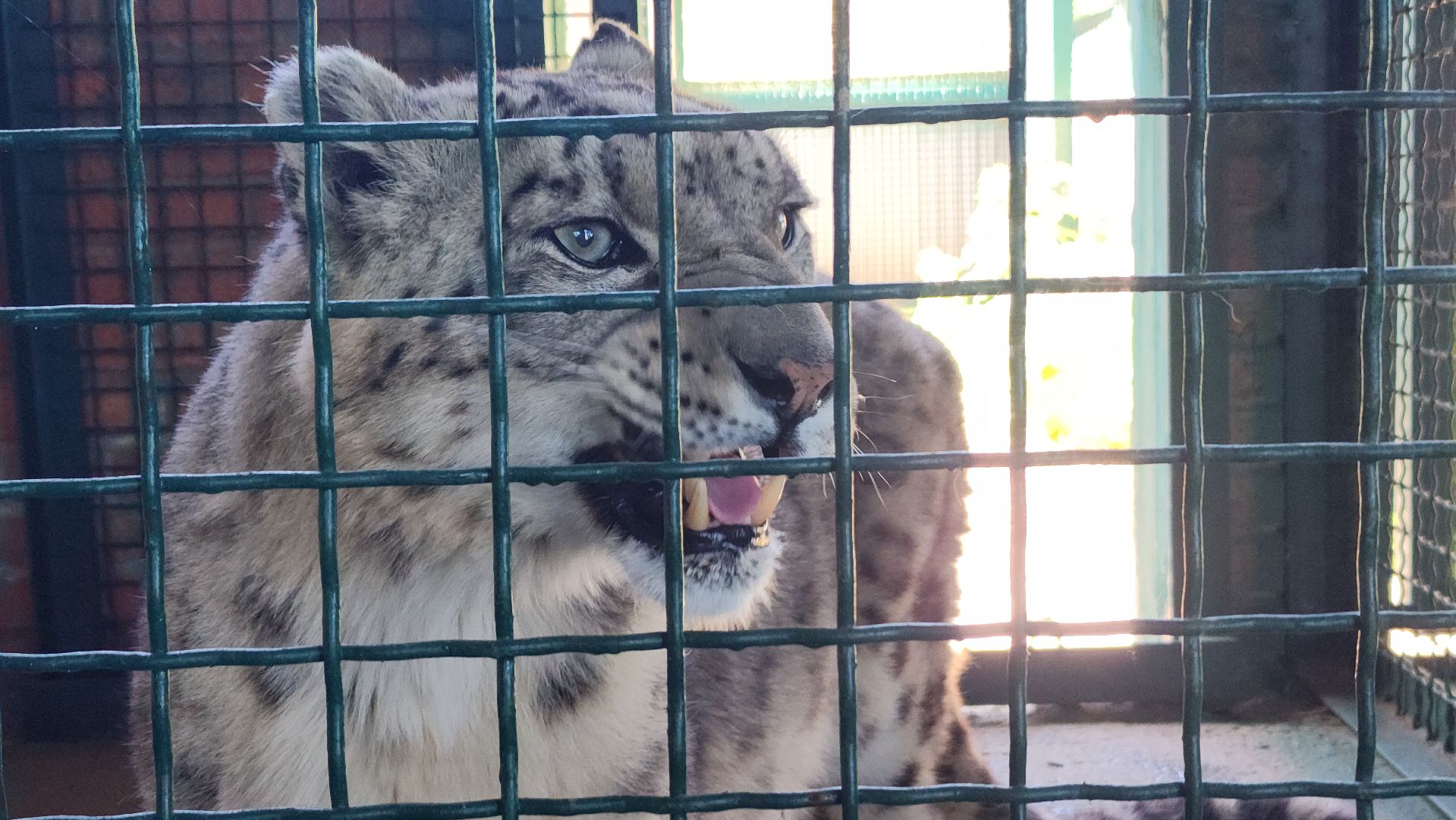 волоколамск,  редкие животные, снежный барс, ирбис,