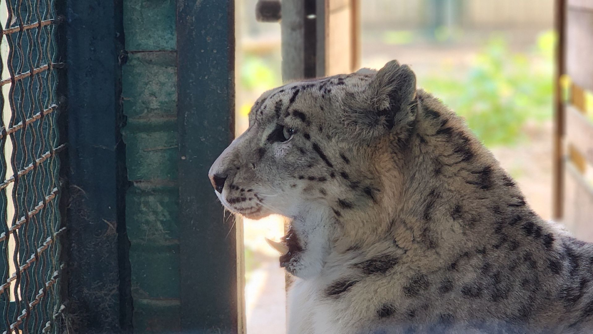 волоколамск,  редкие животные, снежный барс, ирбис,