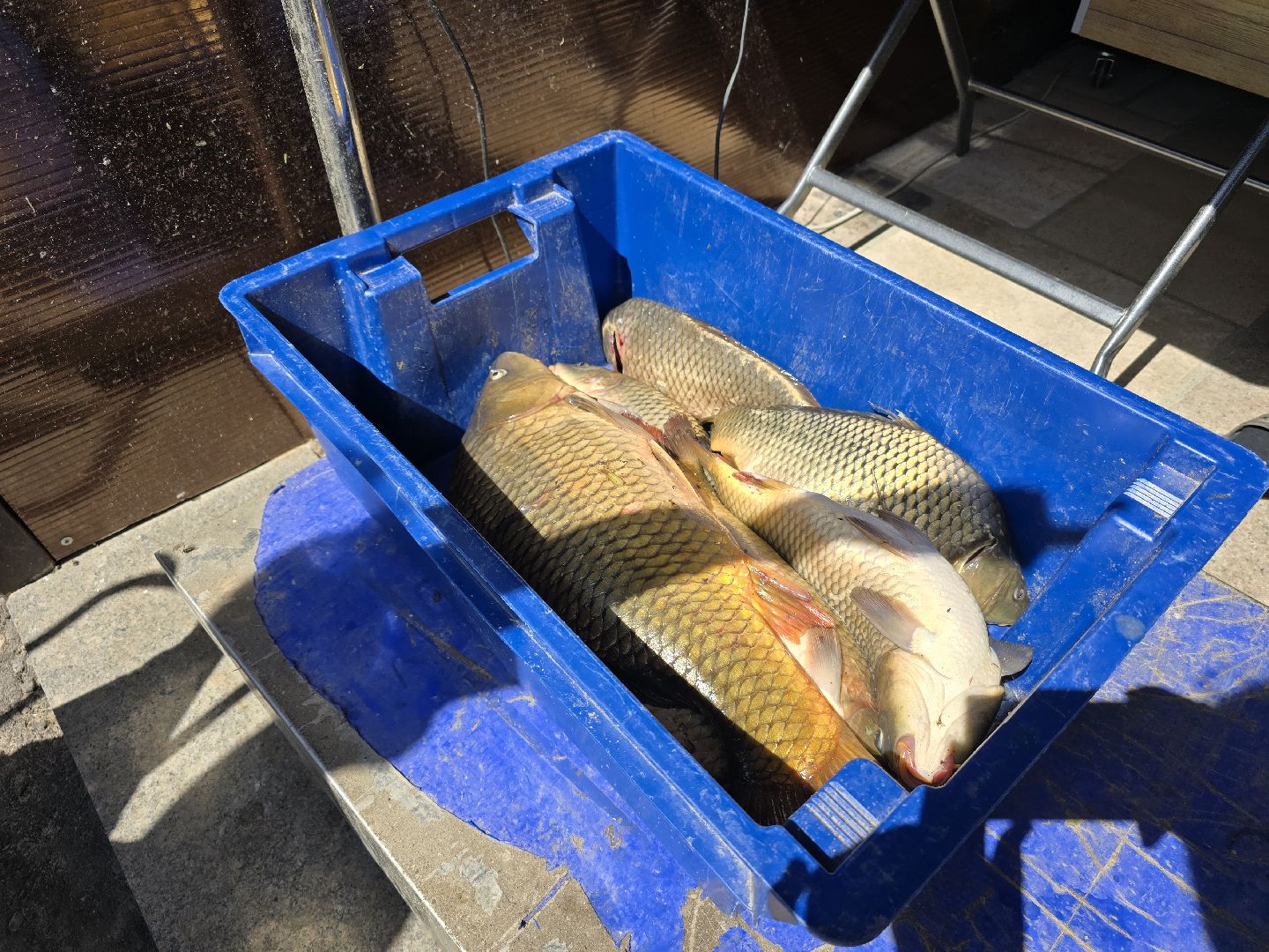 Коломна, рыбхоз, рыбалка, зона отдыха,