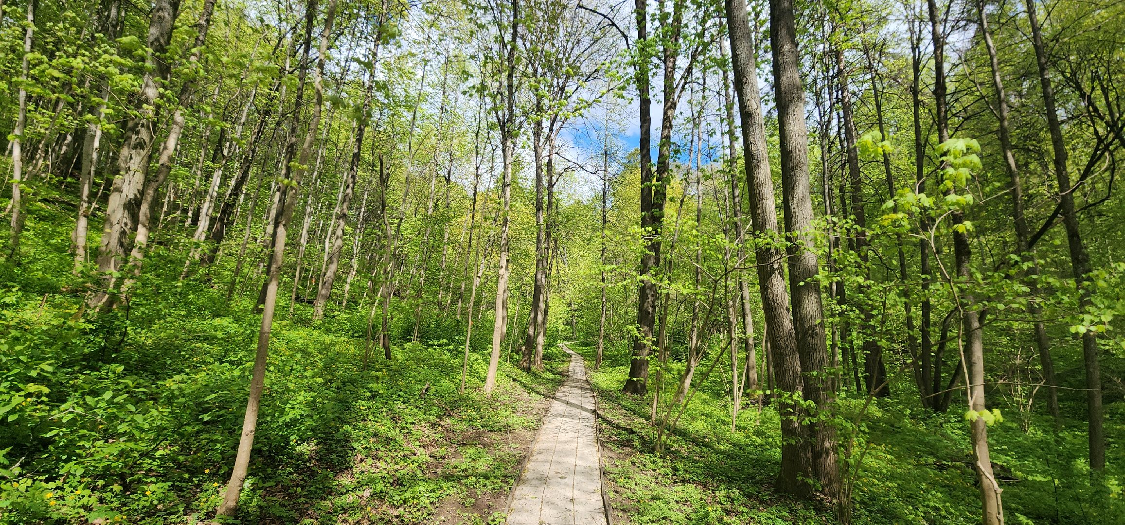 Экология , Обоаботка от борщевика, Звенигород,