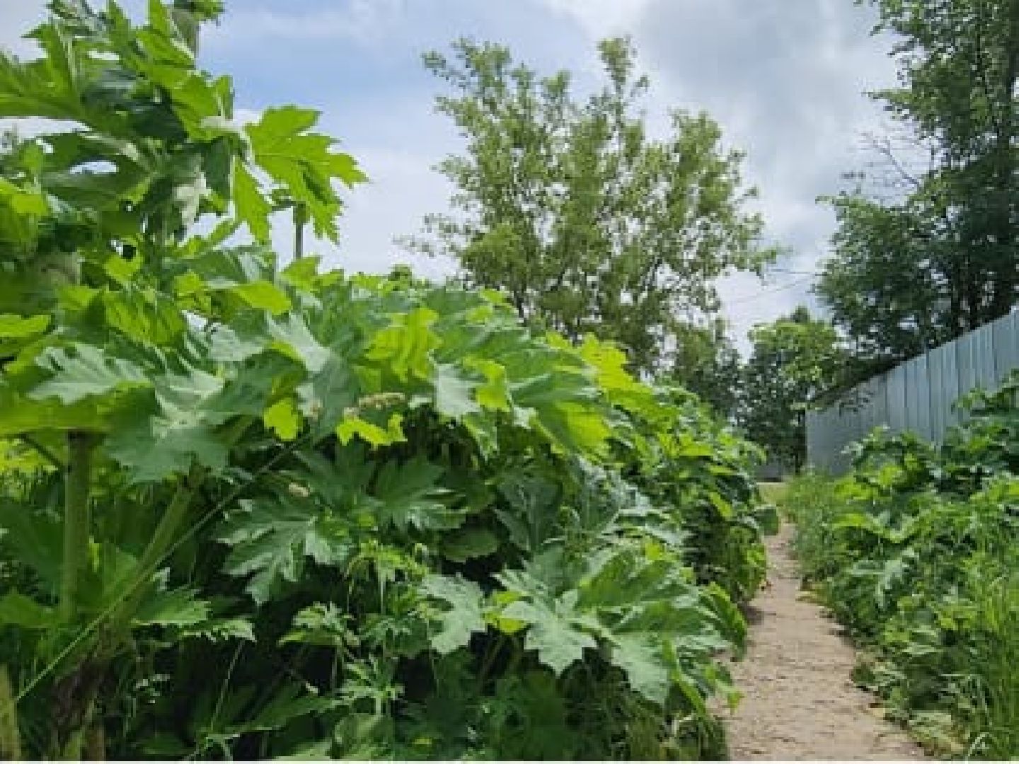 Экология , Обоаботка от борщевика, Звенигород,