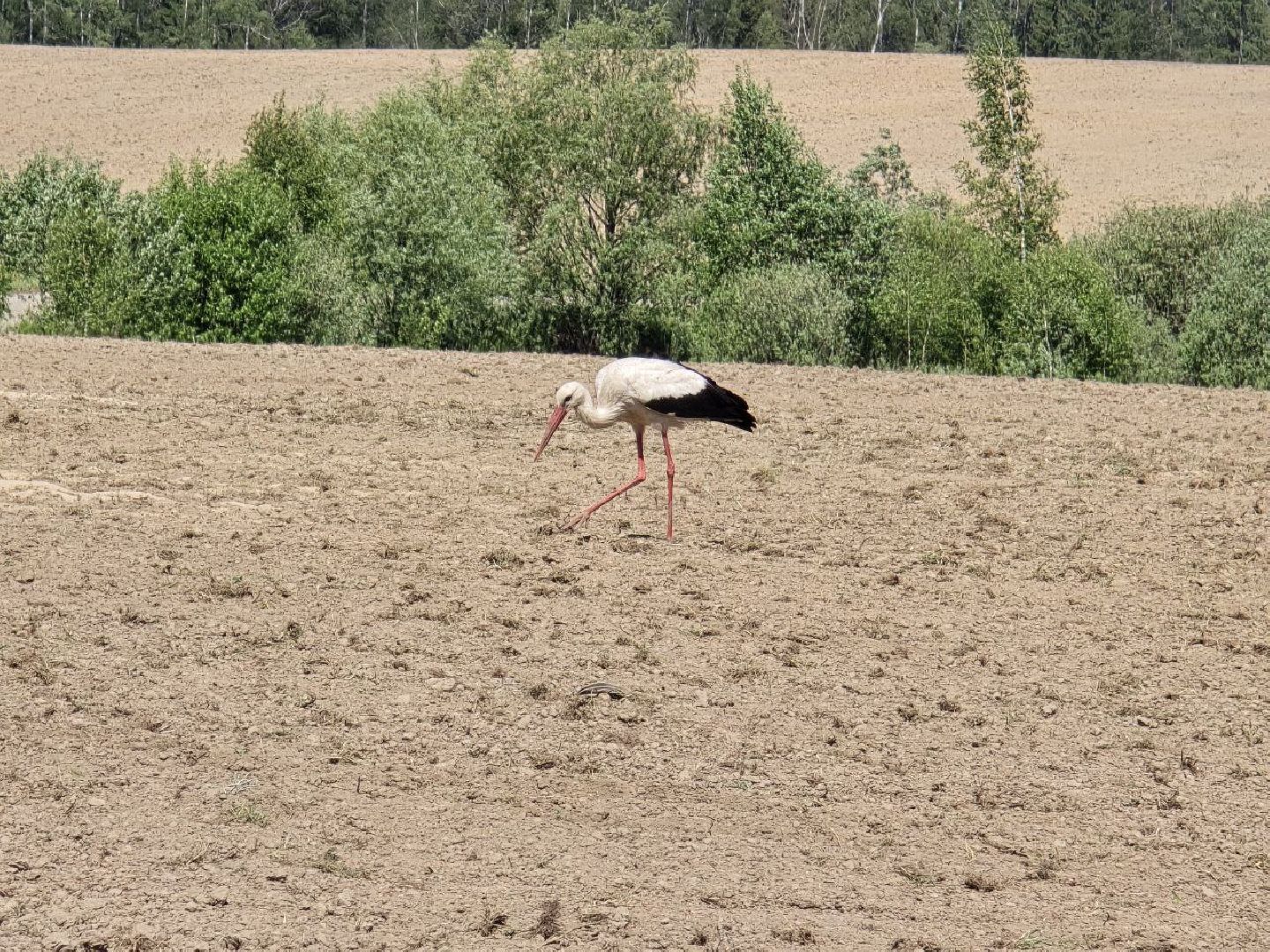 можайск, можайский муниципальный округ, подмосковье, сельское хозяйство, колхоз уваровский,