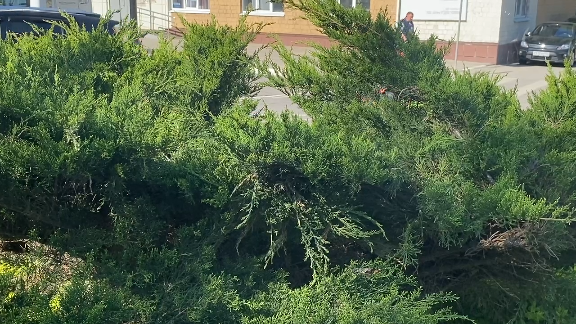 городская клумба, благоустройство власиха, уход за растениями, обрезка кустарника, власиха благоустройство территории,