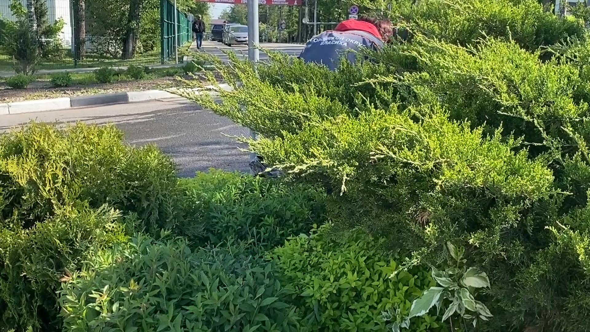 городская клумба, благоустройство власиха, уход за растениями, обрезка кустарника, власиха благоустройство территории,