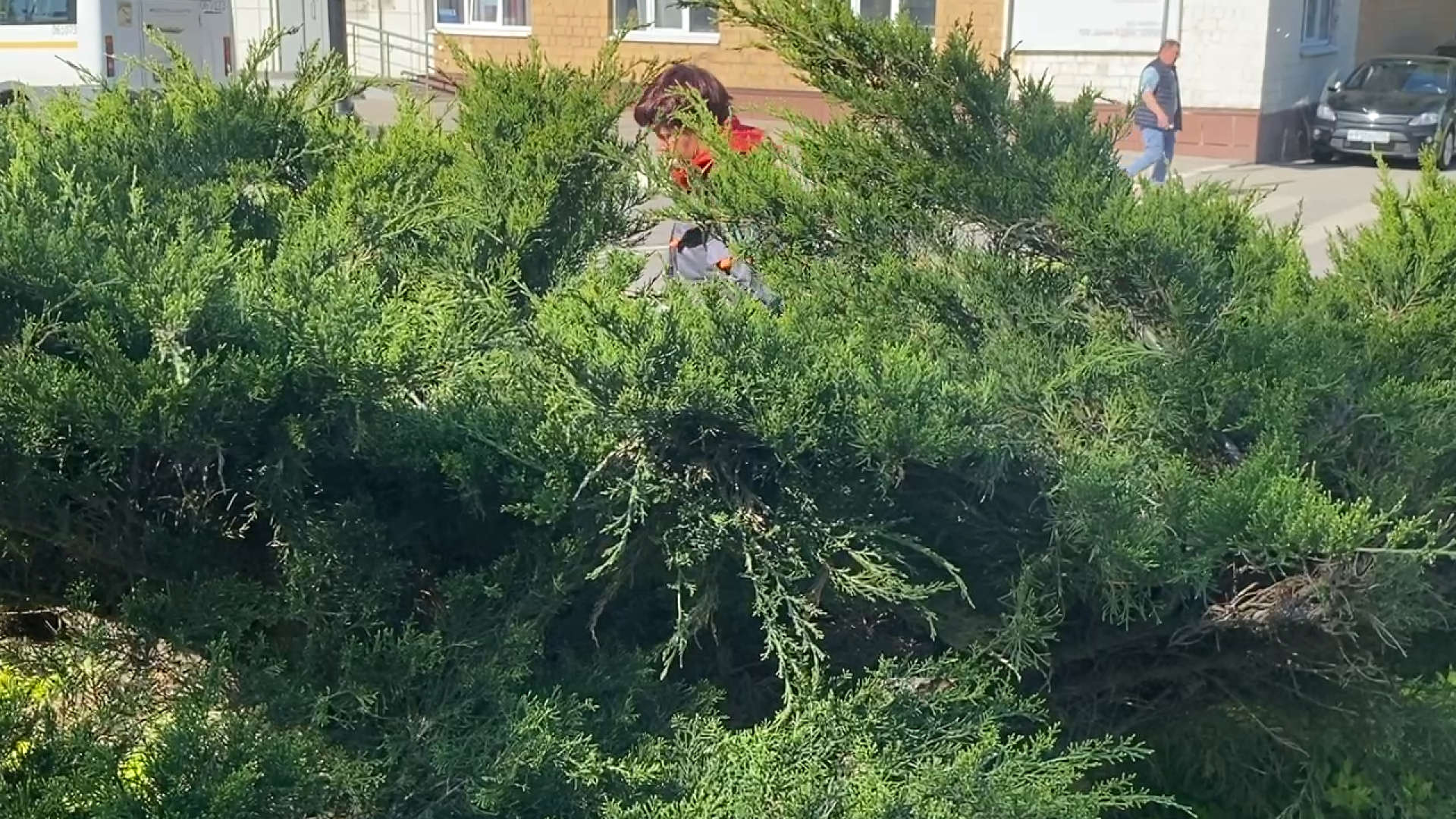 городская клумба, благоустройство власиха, уход за растениями, обрезка кустарника, власиха благоустройство территории,