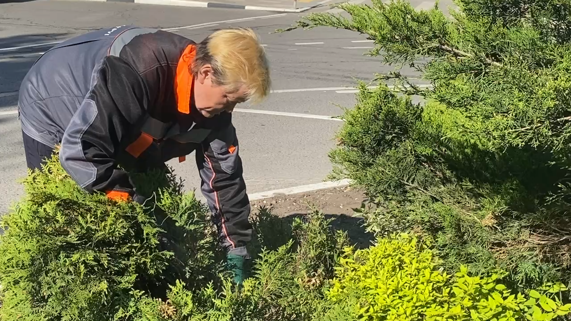городская клумба, благоустройство власиха, уход за растениями, обрезка кустарника, власиха благоустройство территории,