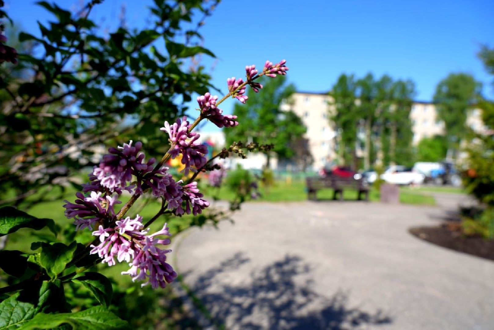 озеленение , летний душ, полив , коммунальные службы , поливомоечные машины , сергиев посад , сергиево-посадский городской округ,
