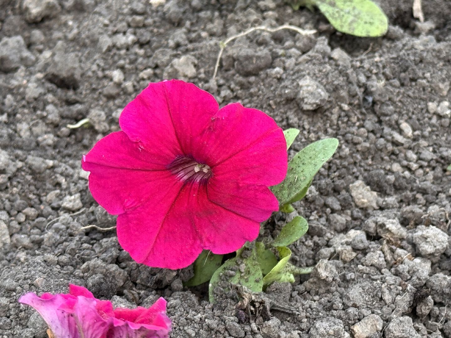 Озеленение Одинцова, Благоустройство Одинцова, Цветы в городе,