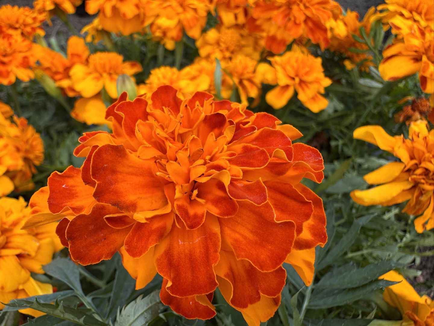 Озеленение Одинцова, Благоустройство Одинцова, Цветы в городе,