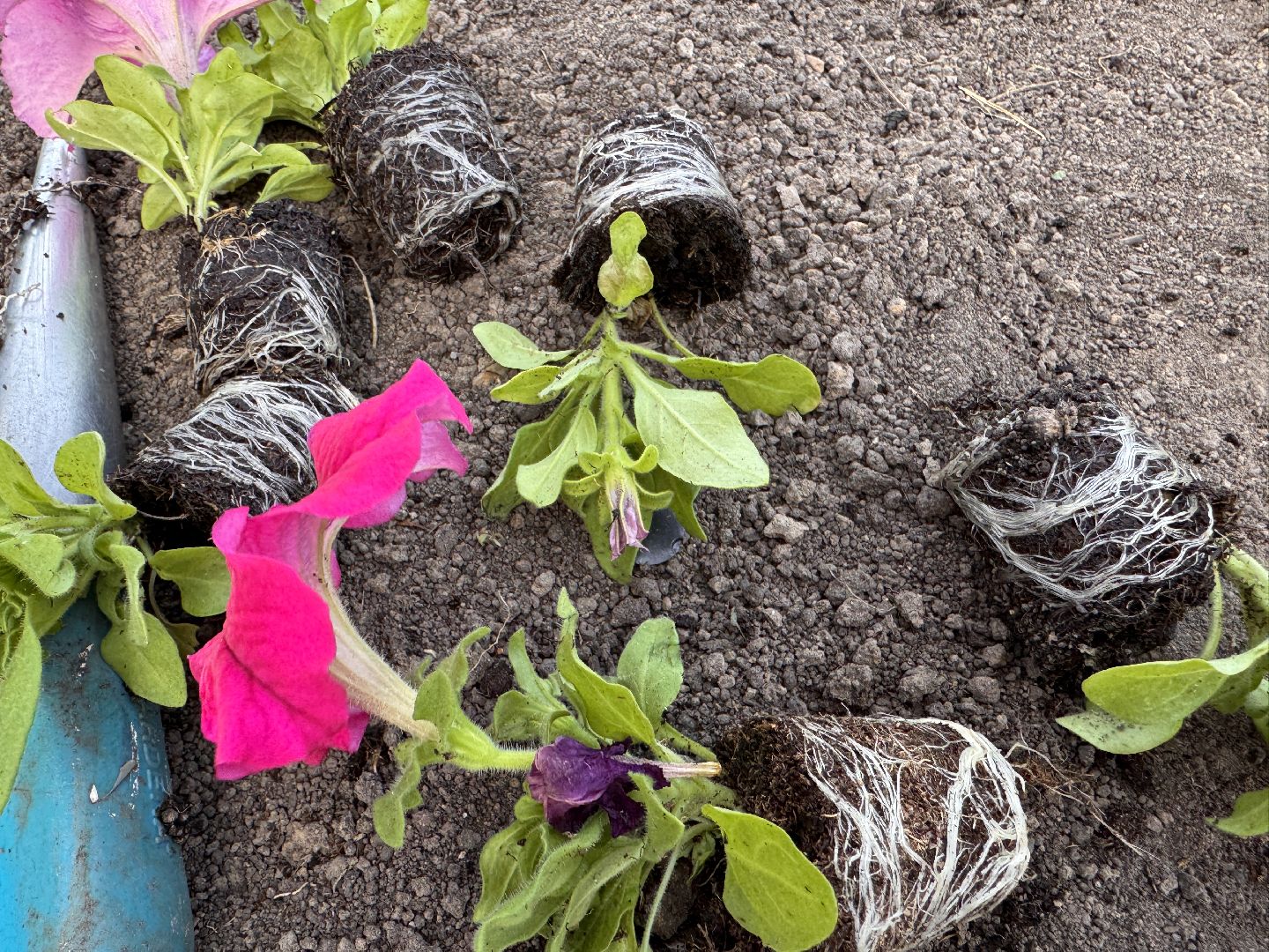 Озеленение Одинцова, Благоустройство Одинцова, Цветы в городе,