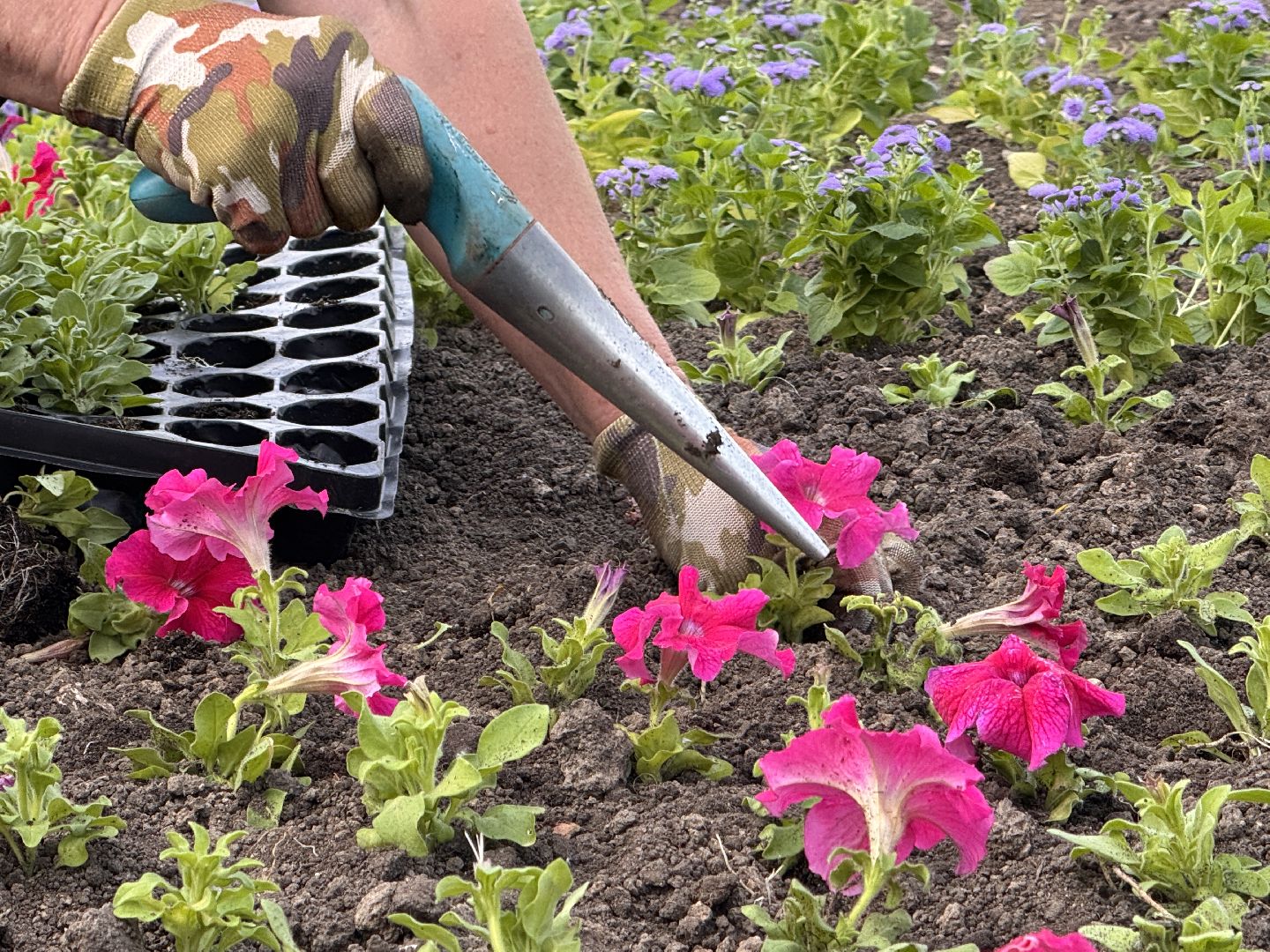 Озеленение Одинцова, Благоустройство Одинцова, Цветы в городе,