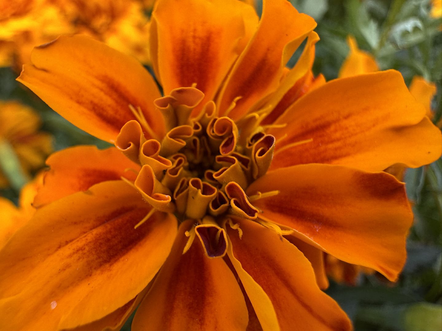 Озеленение Одинцова, Благоустройство Одинцова, Цветы в городе,