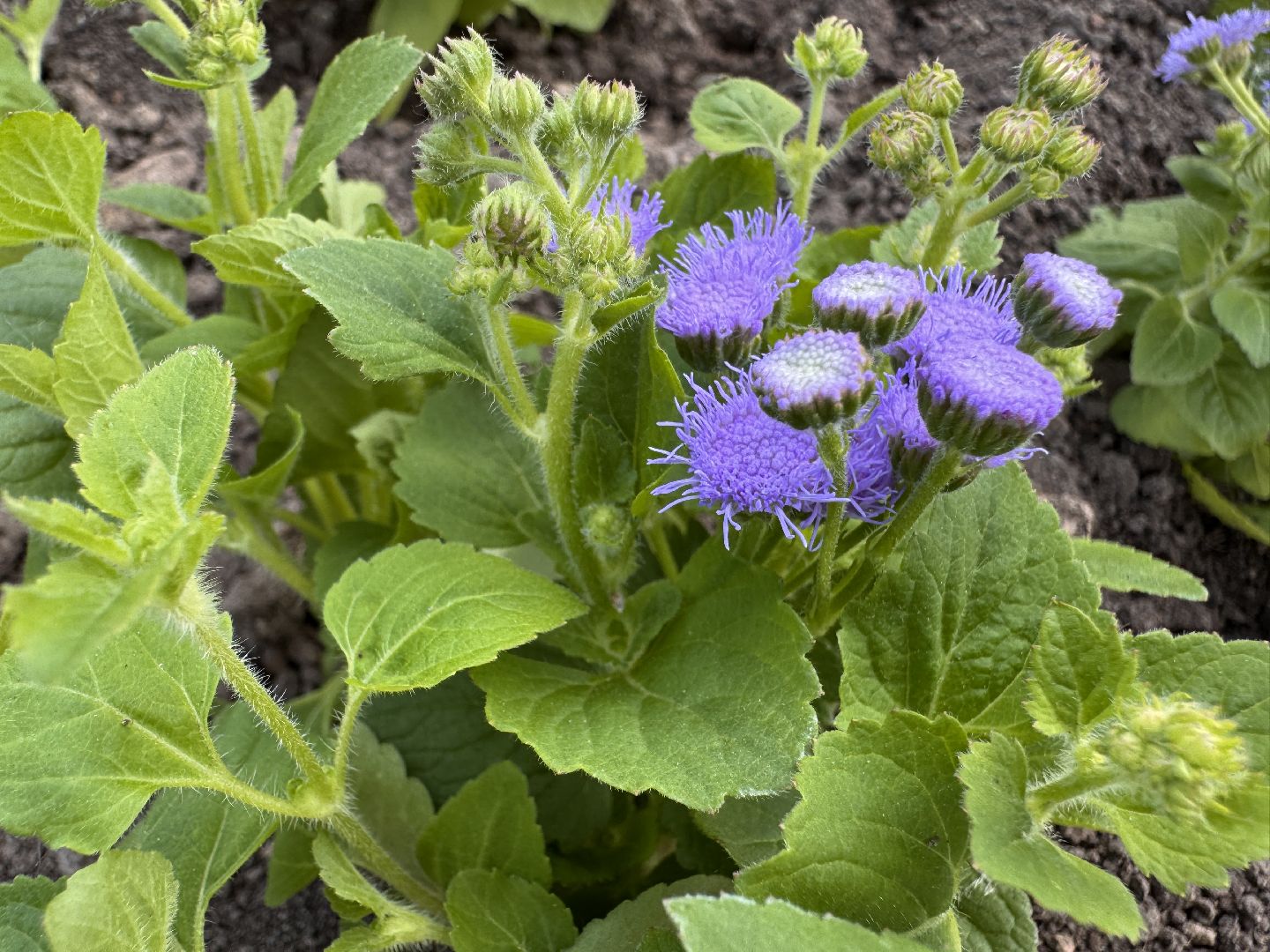 Озеленение Одинцова, Благоустройство Одинцова, Цветы в городе,