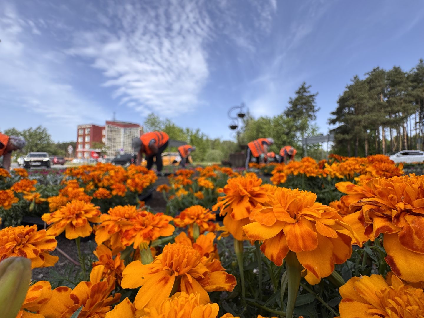 Озеленение Одинцова, Благоустройство Одинцова, Цветы в городе,
