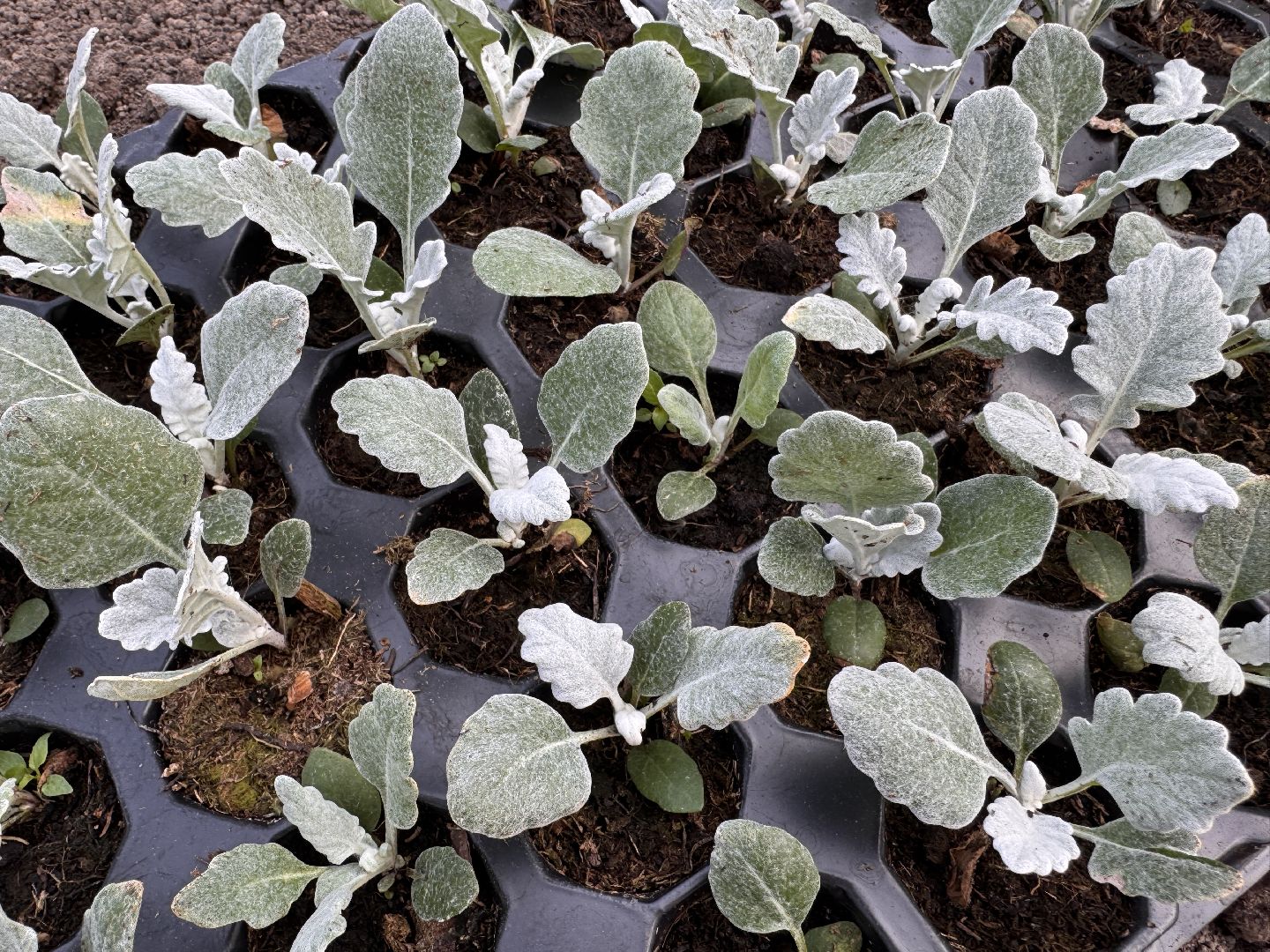 Озеленение Одинцова, Благоустройство Одинцова, Цветы в городе,