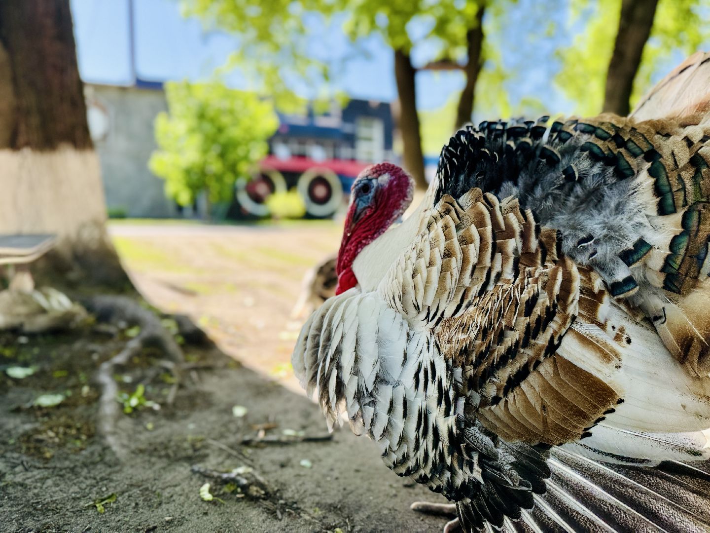 раменское, гжель, зоопарк, туризм,