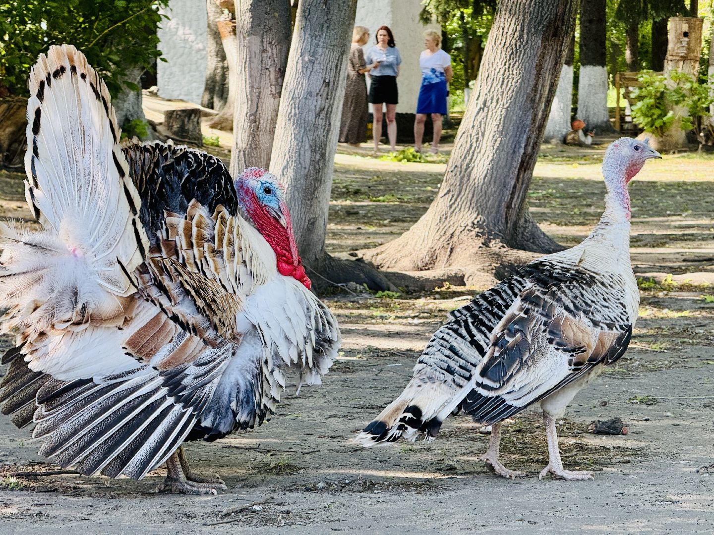 раменское, гжель, зоопарк, туризм,