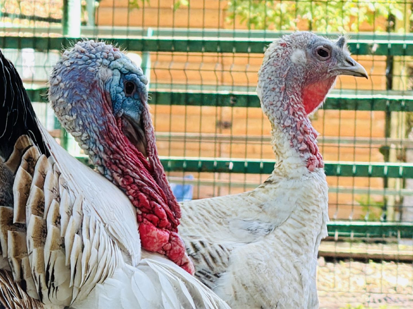 раменское, гжель, зоопарк, туризм,