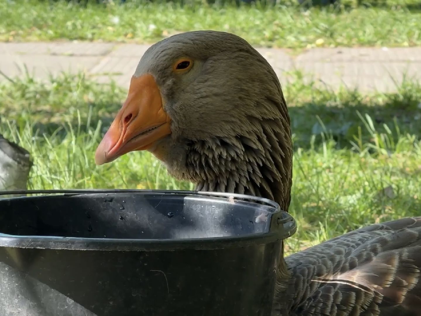 раменское, гжель, зоопарк, туризм,