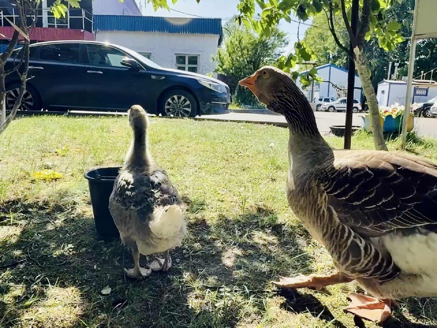 раменское, гжель, зоопарк, туризм,