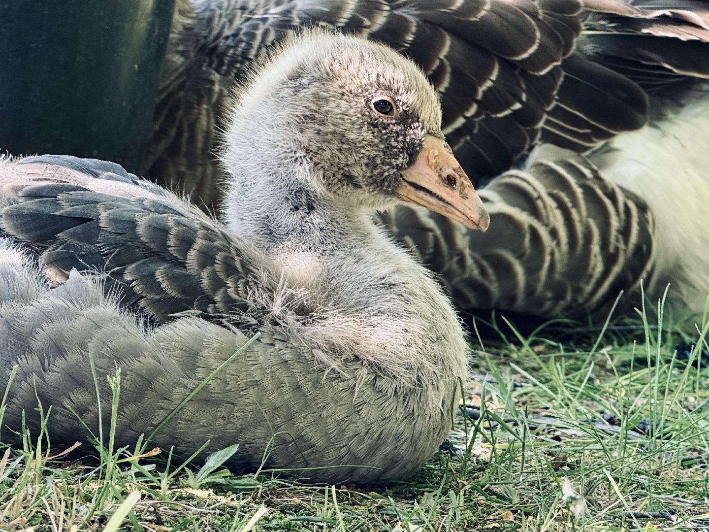 раменское, гжель, зоопарк, туризм,