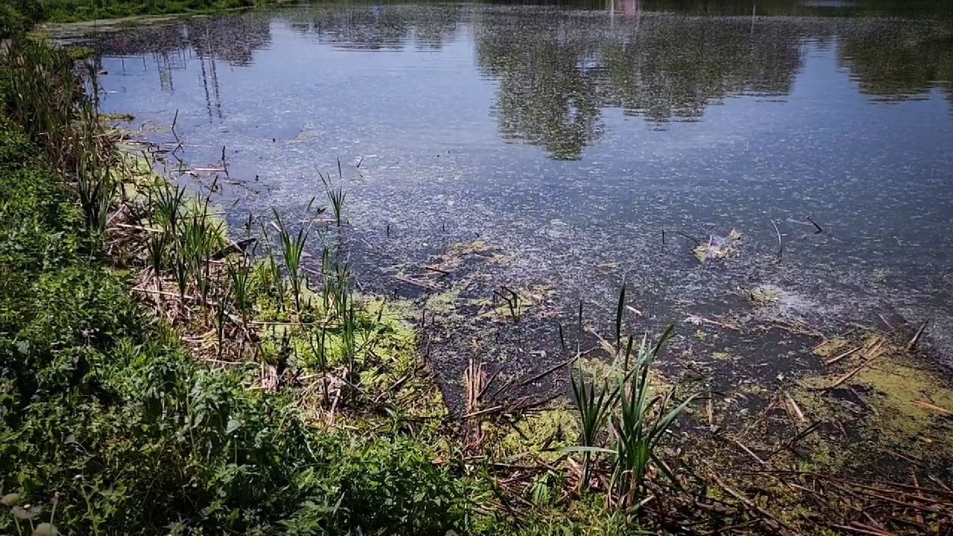 село заворово, очистка пруда в заворово, экологический субботник на пруду,  раменский округ,