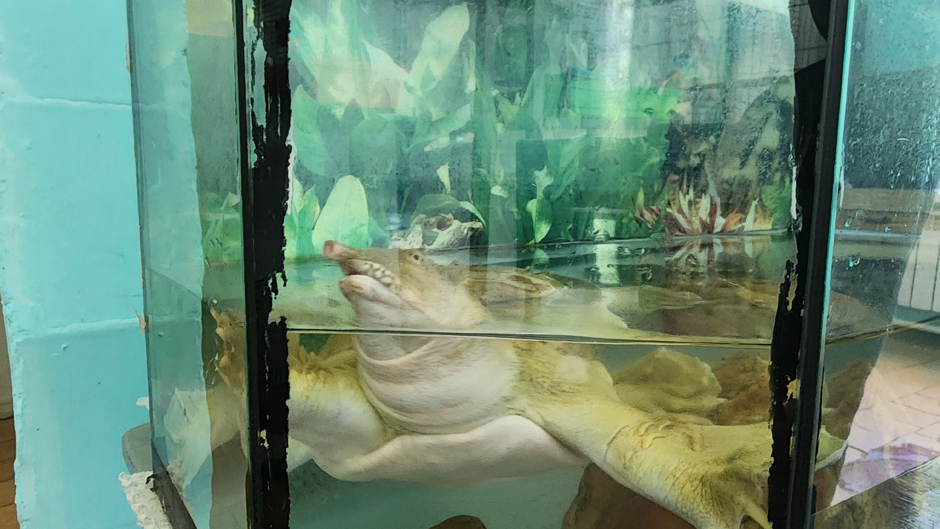 кашира, образование, кружки, секции, запись в секцию, допобразование,