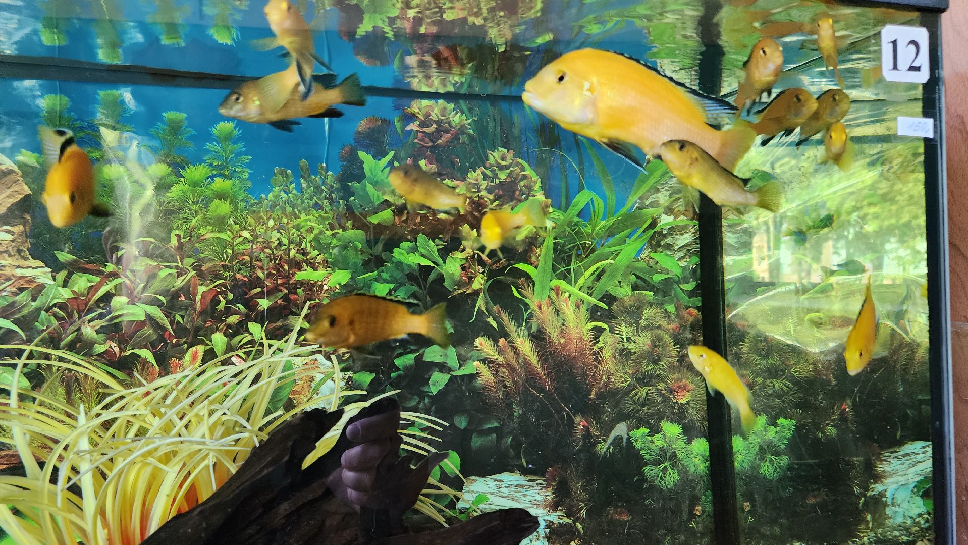 кашира, образование, кружки, секции, запись в секцию, допобразование,