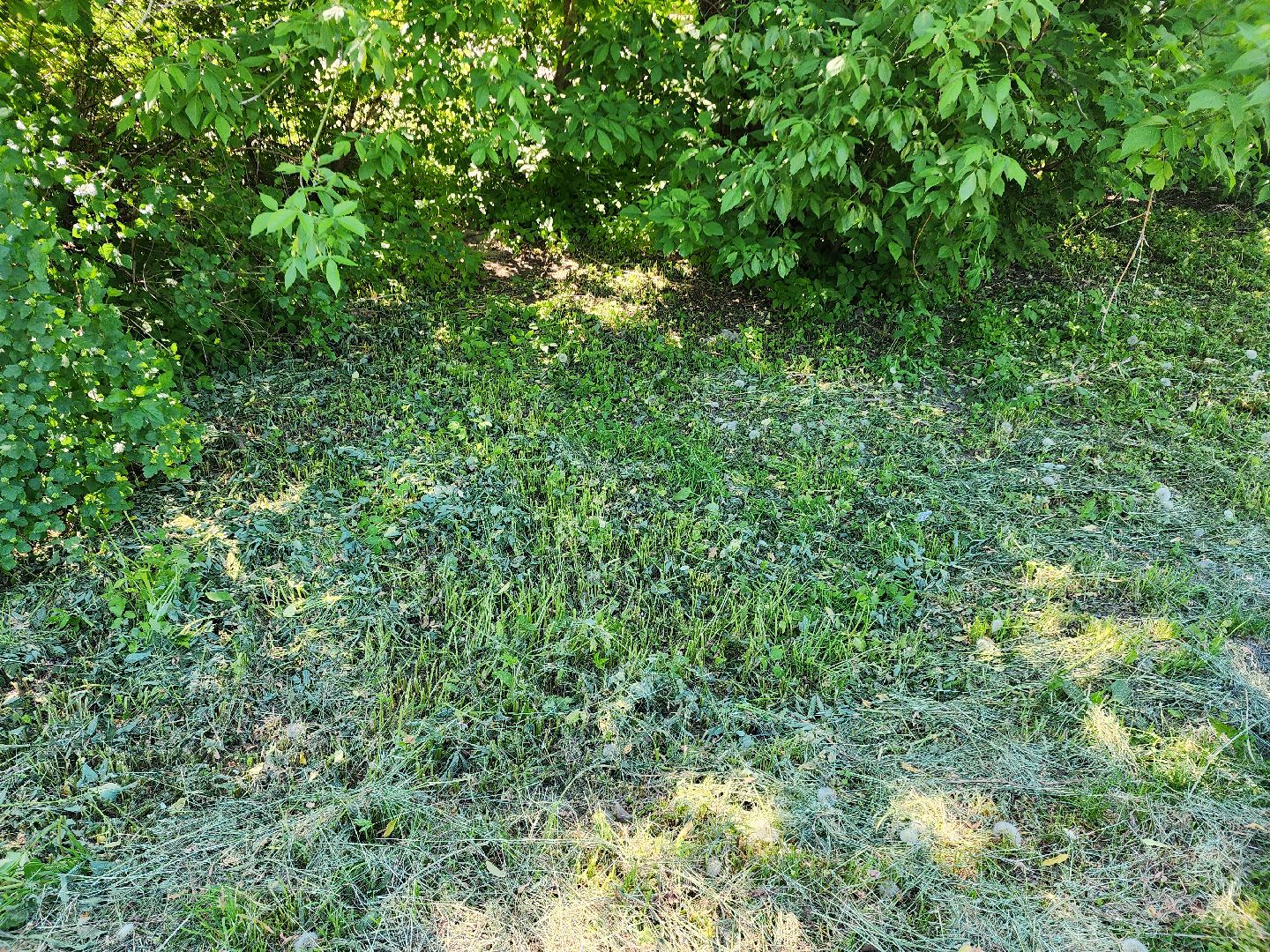 благоустройство, шатурский округ, окос травы,