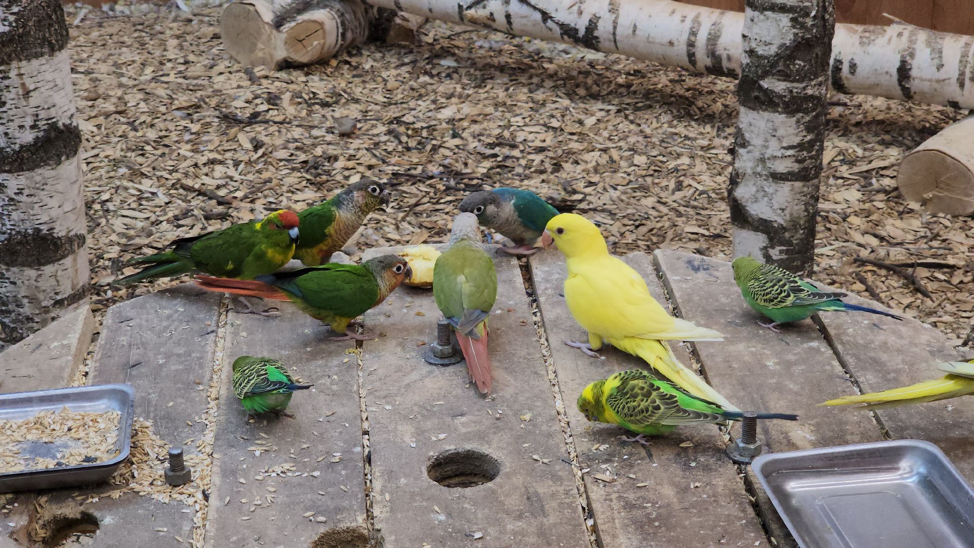 красногорск, контактный зоопарк,