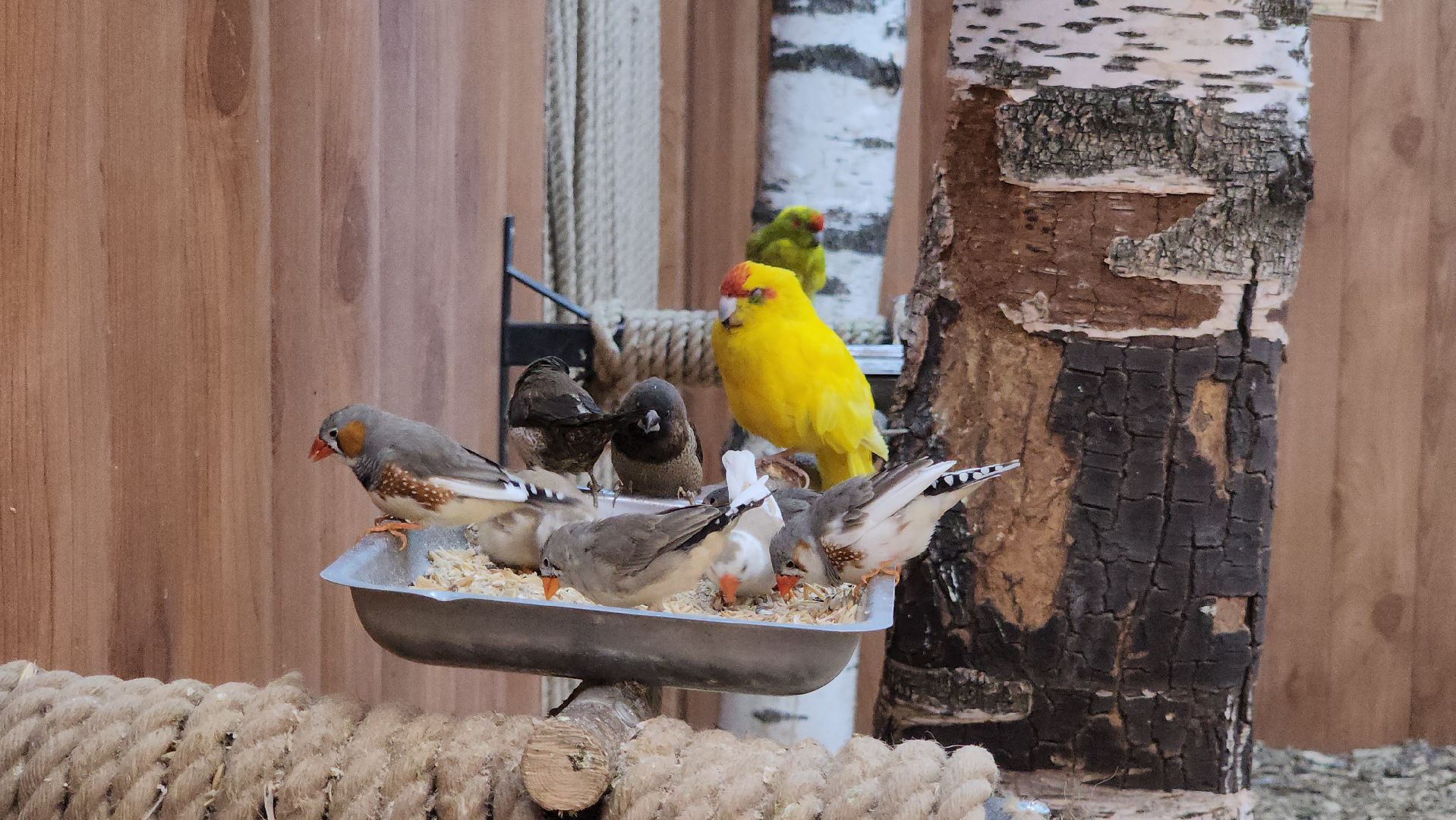 красногорск, контактный зоопарк,