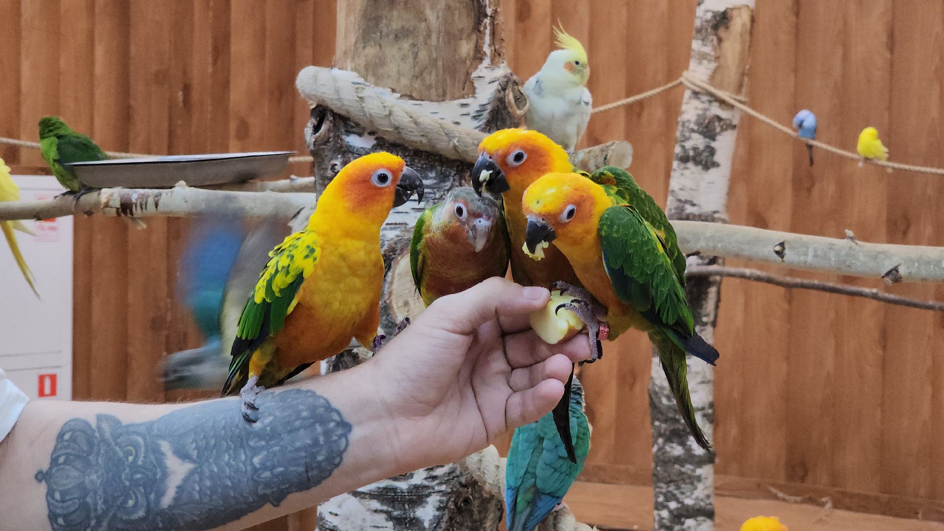 красногорск, контактный зоопарк,