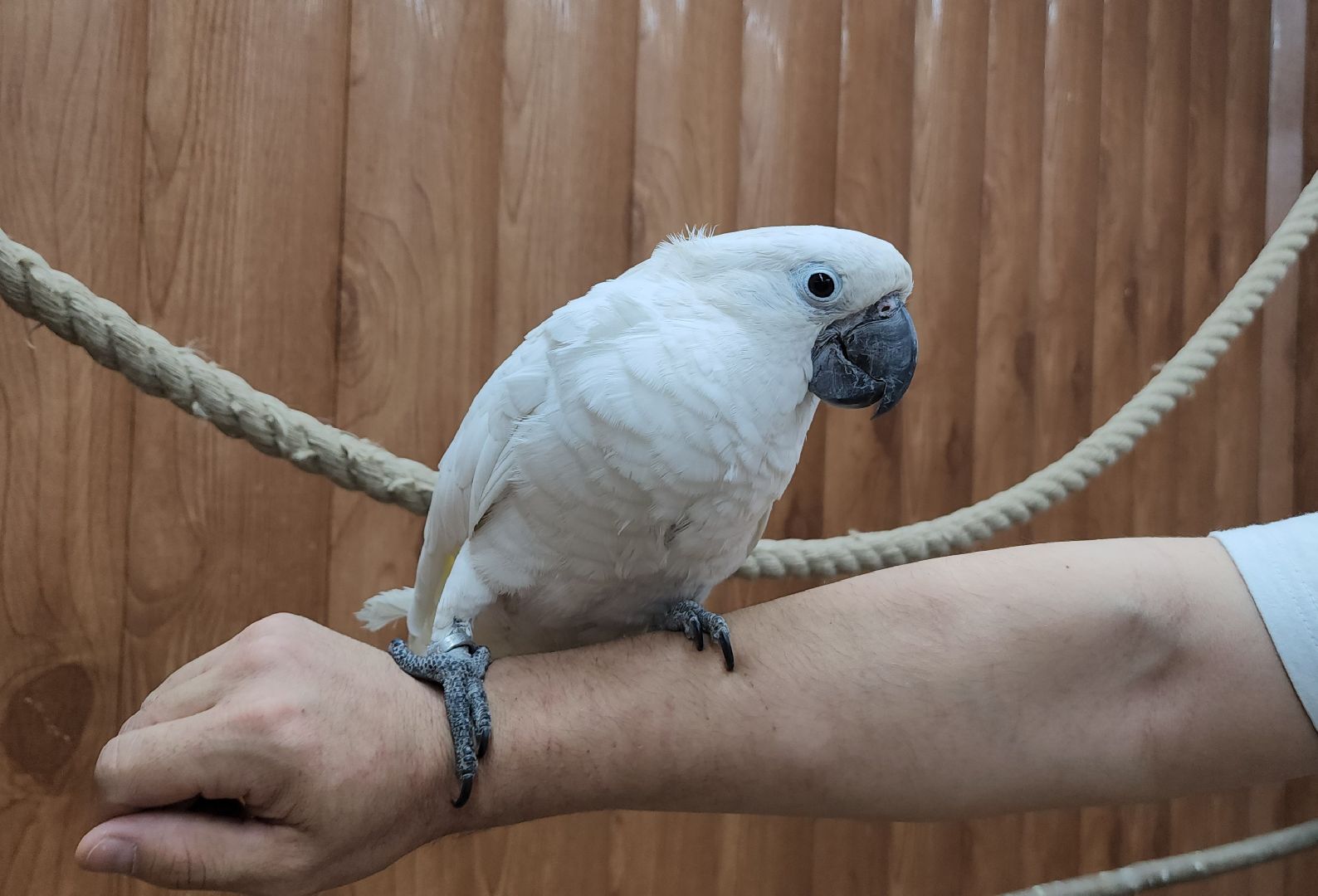 красногорск, контактный зоопарк,