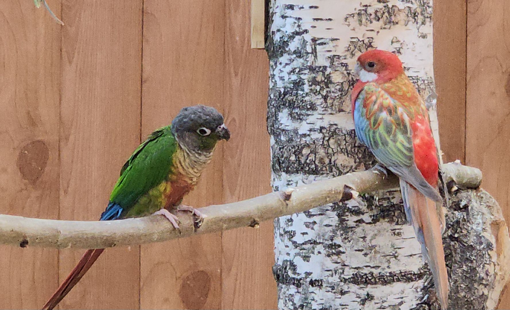 красногорск, контактный зоопарк,