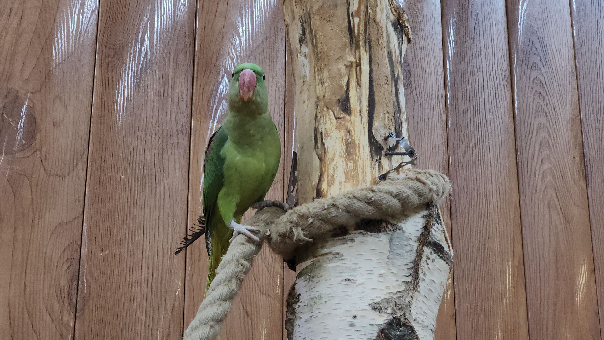 красногорск, контактный зоопарк,