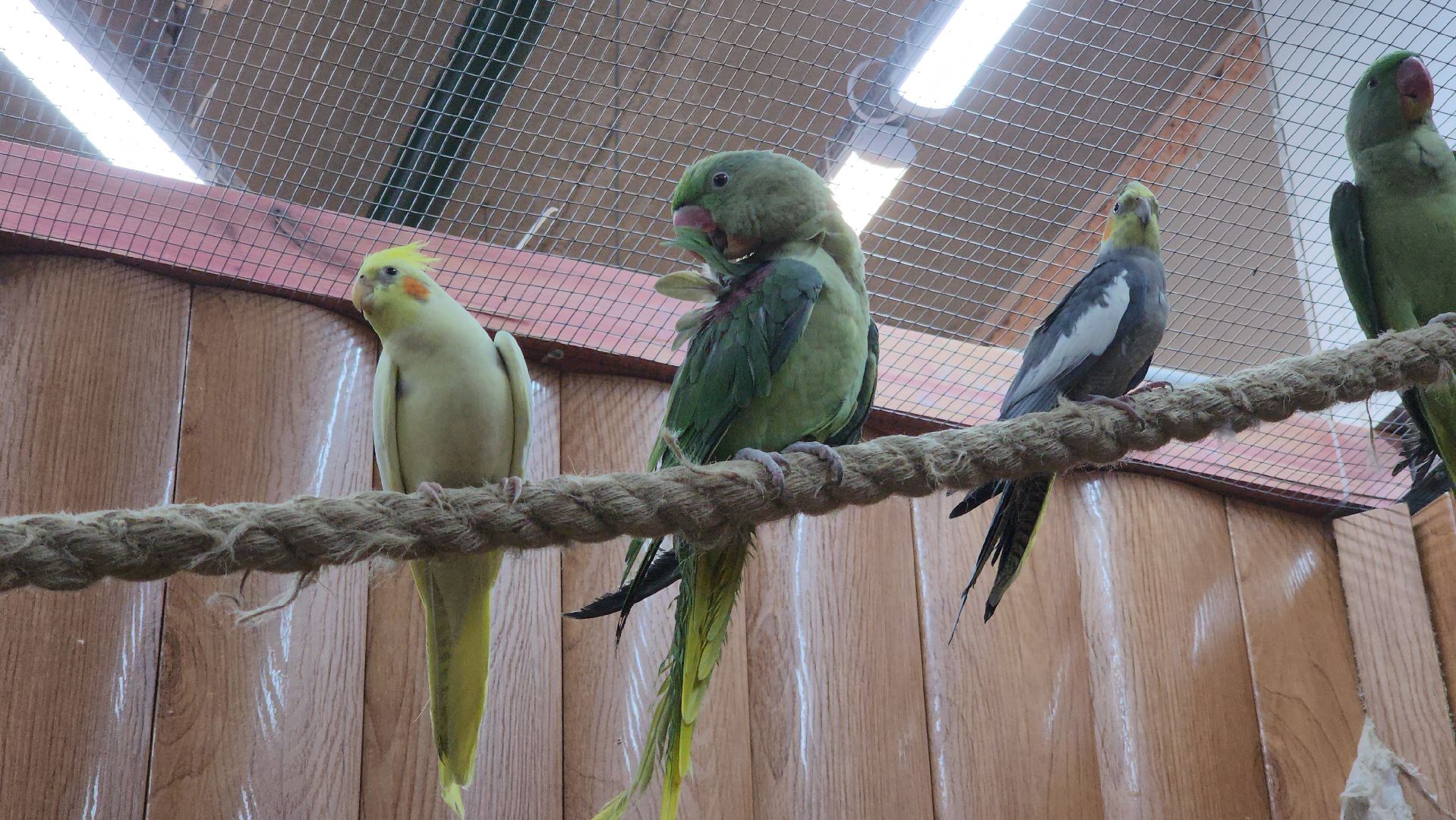 красногорск, контактный зоопарк,