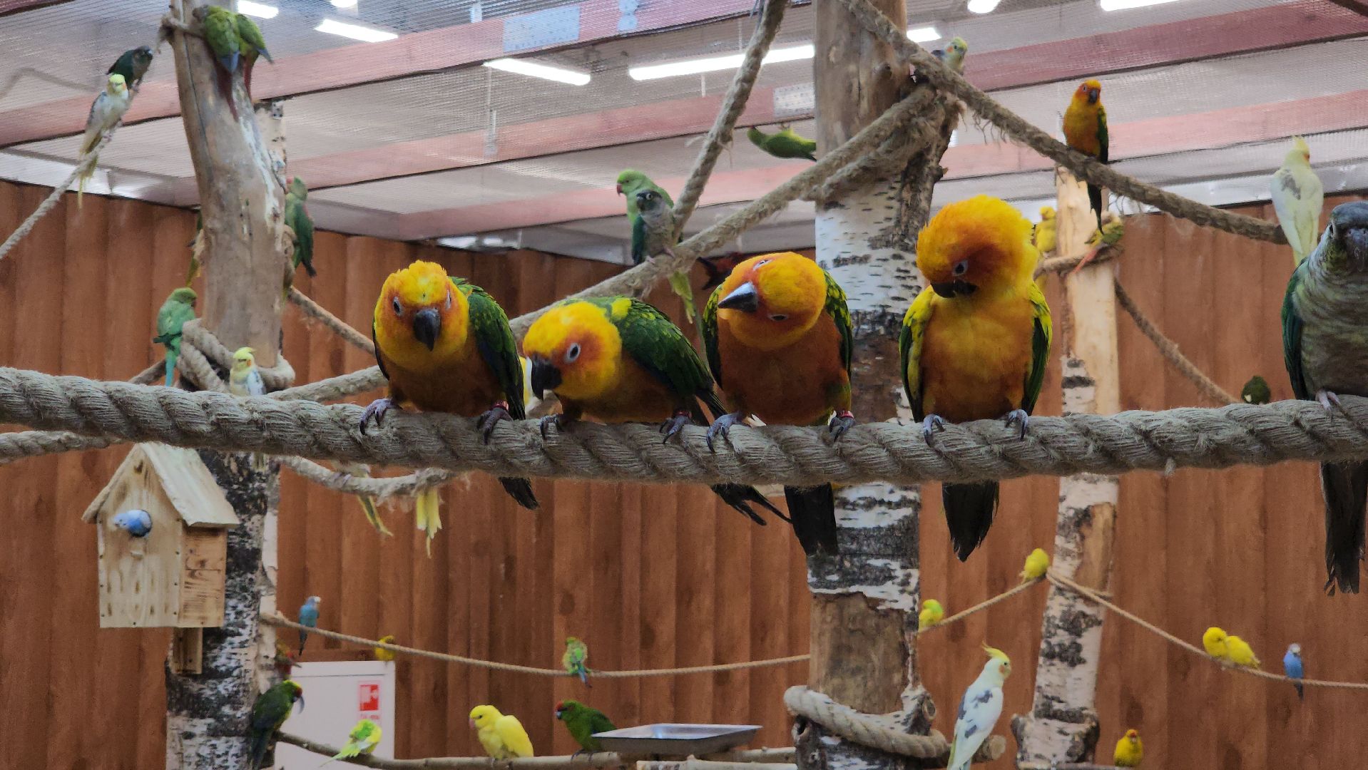 красногорск, контактный зоопарк,