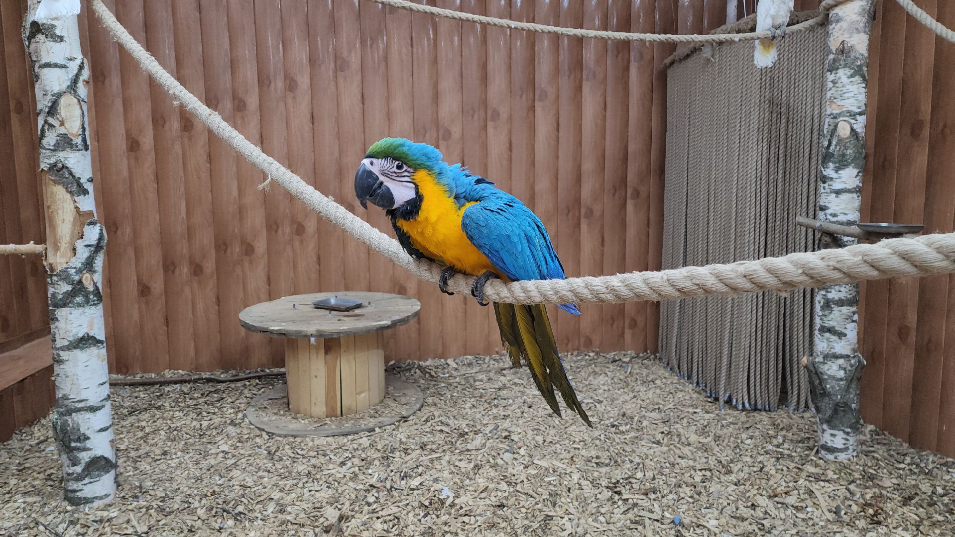 красногорск, контактный зоопарк,