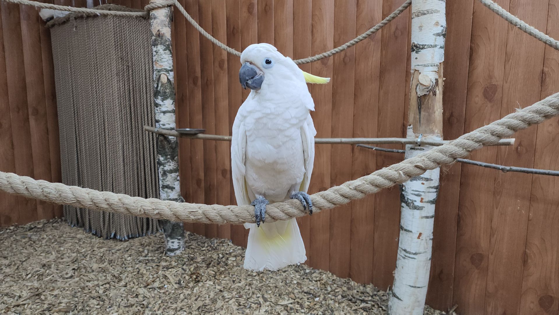 красногорск, контактный зоопарк,