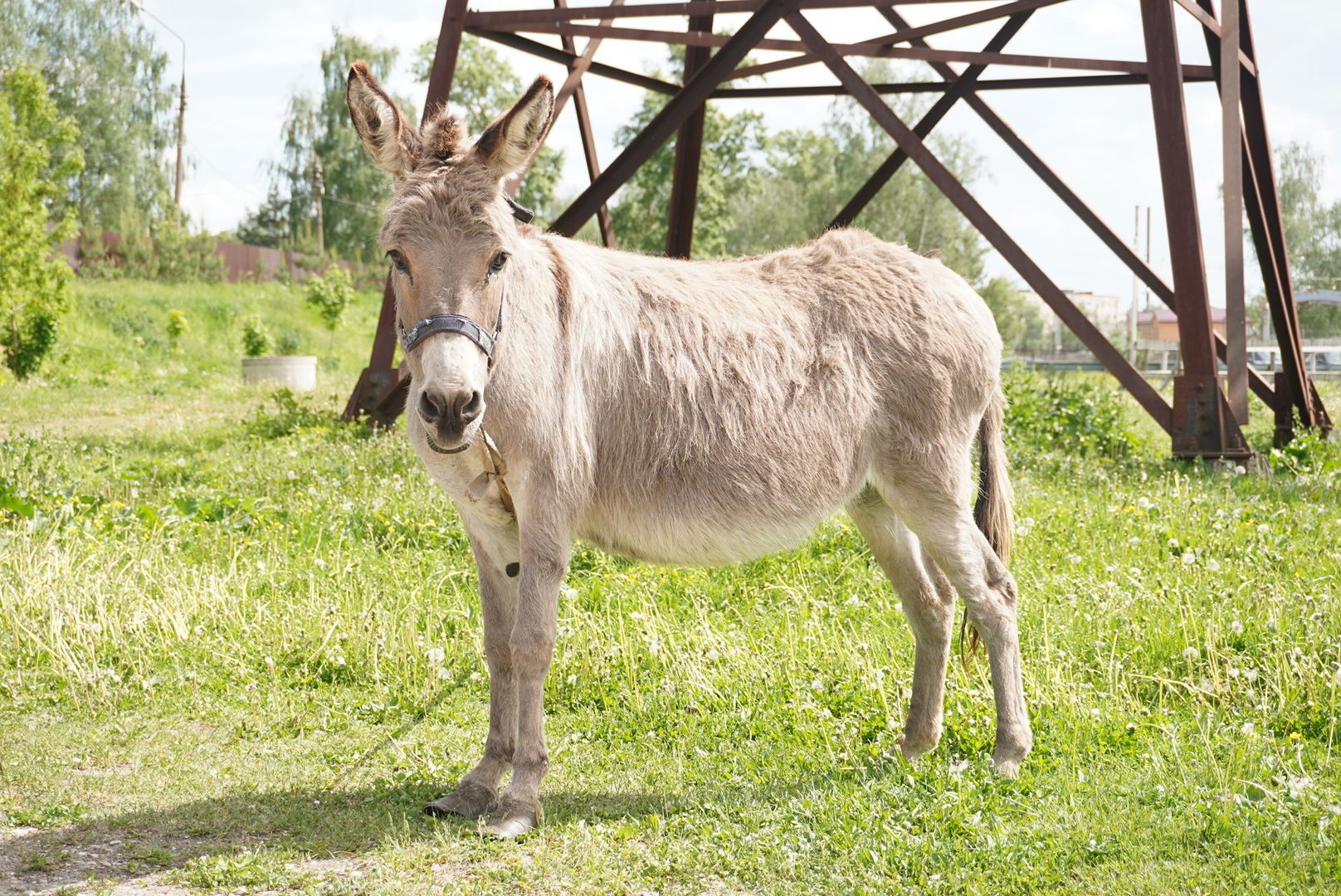 павловский посад, кантри парк, туризм,