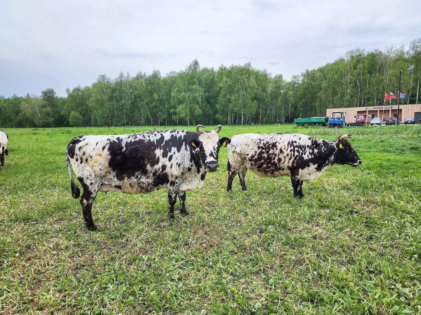 Подольск, Федеральный исследовательский центр животноводства, Уникальные породы, коровы, Школьные пятницы,
