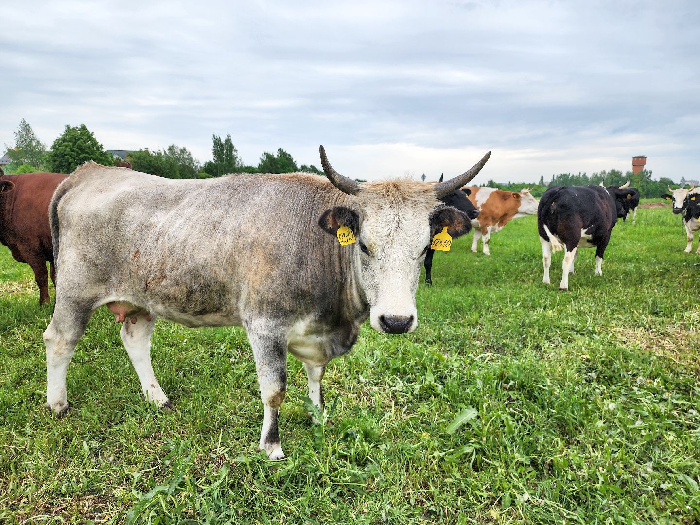 Подольск, Федеральный исследовательский центр животноводства, Уникальные породы, коровы, Школьные пятницы,